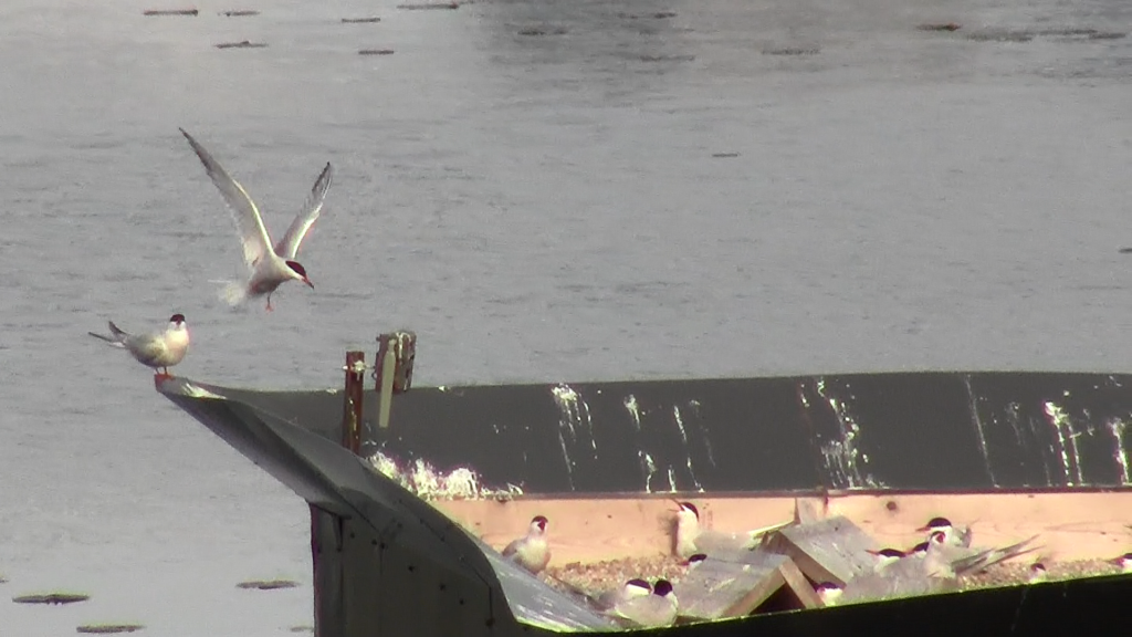 Common terns nesting site