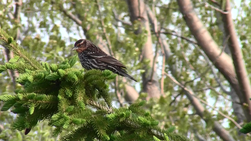 Brown and white bird sitting on a conifer