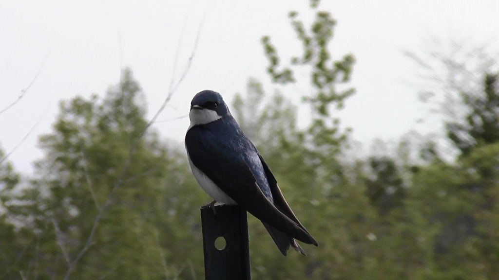 Blue and white bird perched on a metal post