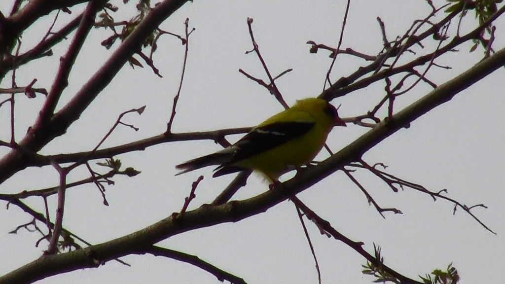 Black and yellow bird in a tree