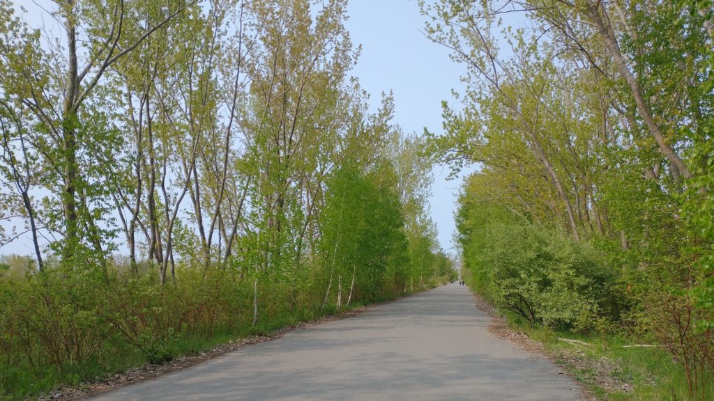 Asphalt trail with line of trees and bushes on either side