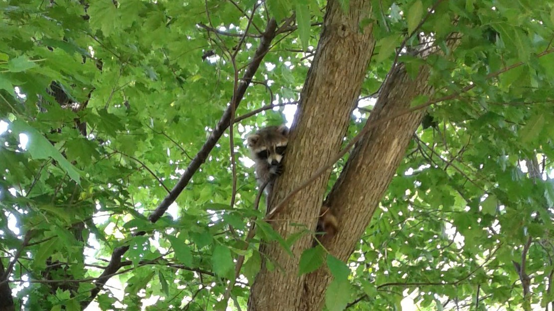 raccoon in a leafy tree